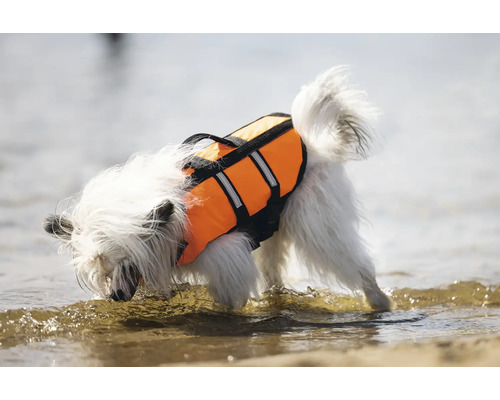 Ein Hund mit einer Schwimmweste steht im Wasser.