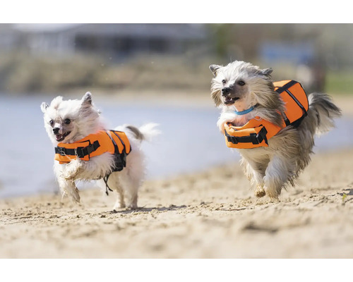 Zwei Hunde mit Schwimmwesten rennen am Strand.