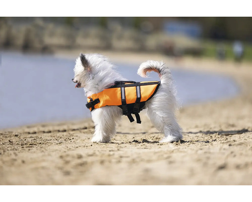 Kleiner Hund mit Schwimmweste am Strand