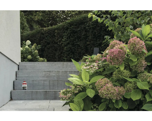 Außenaufnahme einer Treppe mit einer Flasche Steinreiniger und einem blühenden Hortensienstrauch