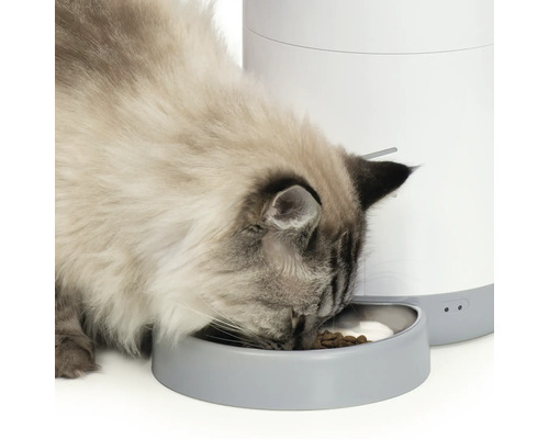 Katze frisst aus einem automatischen Futterspender