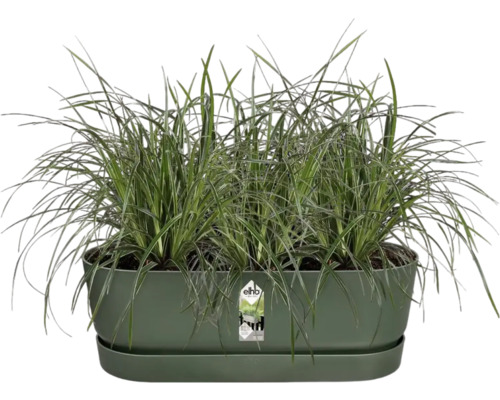 Grüne Kräuterschale mit Gras inklusive Untersetzer