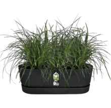 Pflanzkasten mit Ziergras