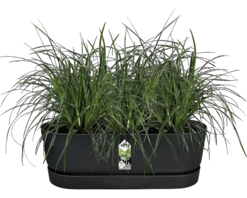 Pflanzkasten mit Ziergras