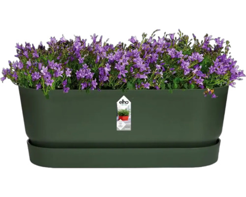 Blumenkasten mit lila Glockenblumen