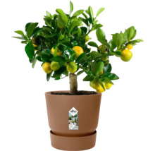 Blumentopf Pflanztopf Elho Greenville Kunststoff 39 x 39 x 36,8 cm braun