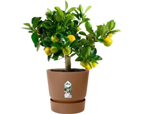Mandarinenbaum im Pflanzgefäß
