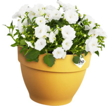 Blumentopf Pflanztopf Fallrohrpflanzgefäß Elho Vibia Campana Kunststoff 21,6 x 19,1 x 16,3 cm gelb