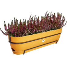 Heidekraut in gelbem Pflanzkasten mit Halterung