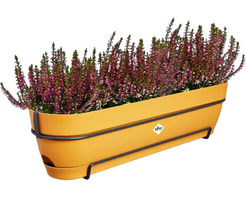 Heidekraut in gelbem Pflanzkasten mit Halterung