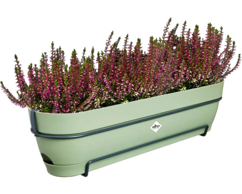 Heidekraut in einem grünen Pflanzkasten mit Halterung