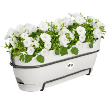 Blumenkasten mit weißen Blüten und Elho Logo