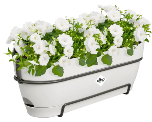 Blumenkasten mit weißen Blüten und Elho Logo