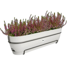 Heidekraut in weißem Blumenkasten mit Halterung