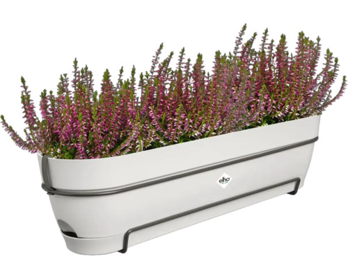 Heidekraut in weißem Blumenkasten mit Halterung