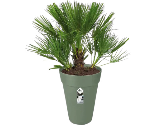 Zwergpalme in Pflanzgefäß