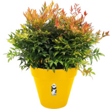 Nandina Zwergform im gelben Pflanzgefäß