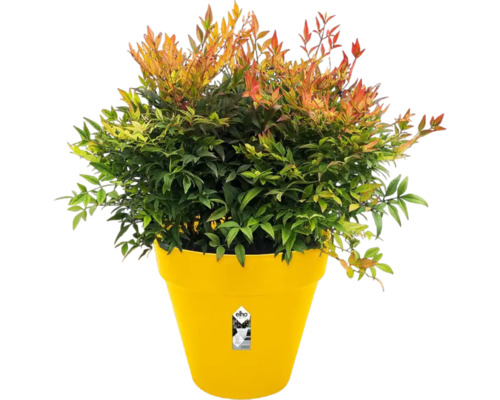 Nandina Zwergform im gelben Pflanzgefäß