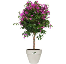 Bougainvillea im Topf