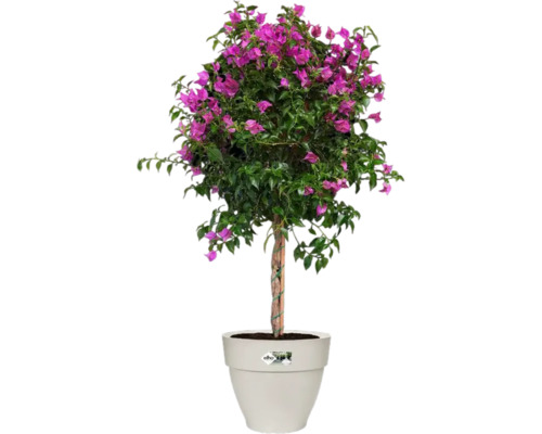 Bougainvillea im Topf