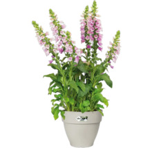 Gefüllter Fingerhut in einem Topf