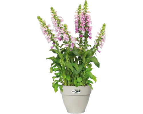 Gefüllter Fingerhut in einem Topf