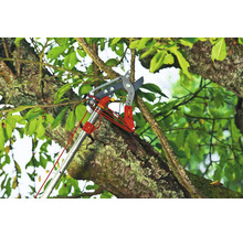 Astschneider im Einsatz an einem Baum
