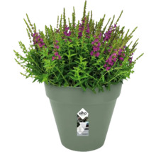 Blühende Pflanze im Blumentopf von Elho