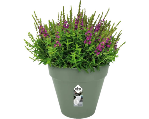 Blühende Pflanze im Blumentopf von Elho