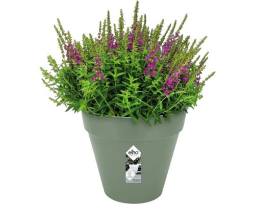 Blühende Pflanze in einem Blumentopf