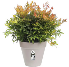 Nandina in einem Pflanzgefäß