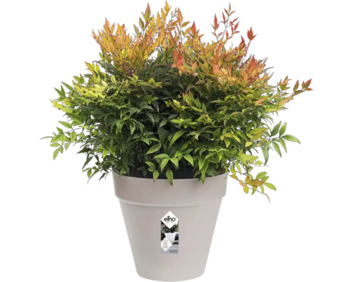 Nandina in einem Pflanzgefäß