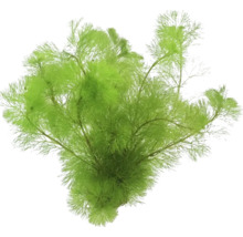 Künstliche Wasserpflanze für Aquarien
