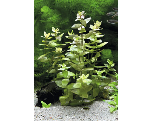 Aquarium-Wasserpflanze mit grünen Blättern im Aquarium