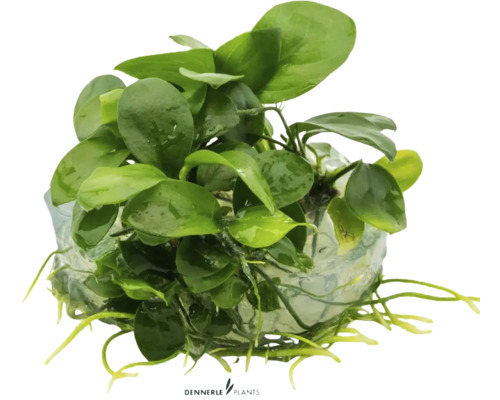 Aquarium Pflanze auf Wurzelstock