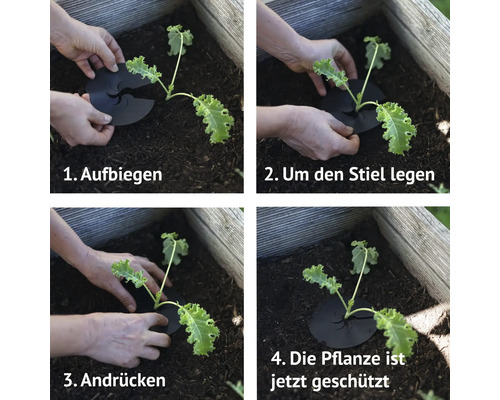 Anleitung zur Anwendung von Pflanzenschutzscheiben im Gartenbeet.