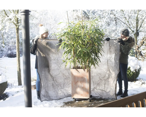 Zwei Personen bringen einen Winterschutz an einem Kübelpflanzen-Bambus im Garten an