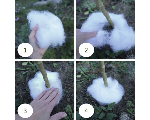 Vier Schritte zum Abdecken eines jungen Baumes mit Vlies zum Schutz vor Kälte