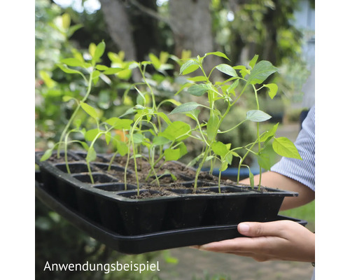 Anzuchttablett mit Jungpflanzen, bereit zum Umtopfen im Garten