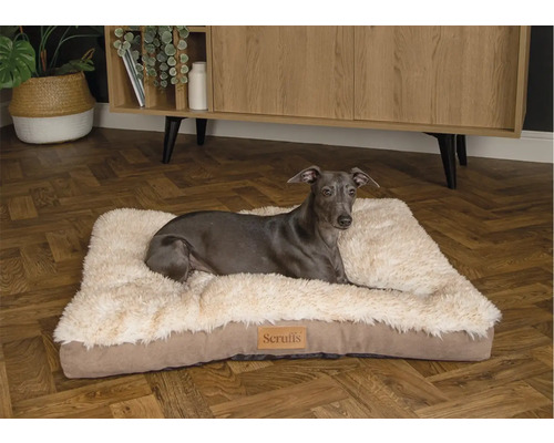 Hund liegt auf einem Hundebett der Marke Scruffs