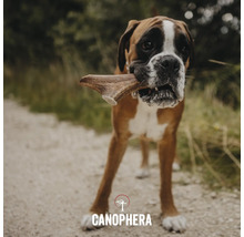 Boxer Hund mit Geweih-Kauartikel im Maul