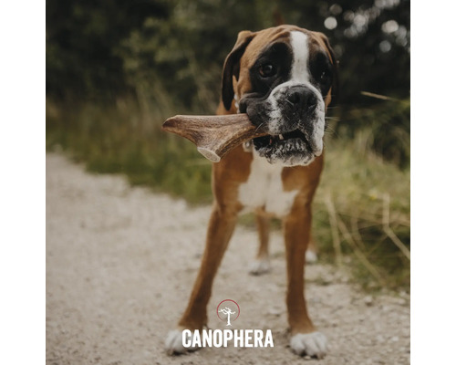 Boxer Hund mit Geweih-Kauartikel im Maul