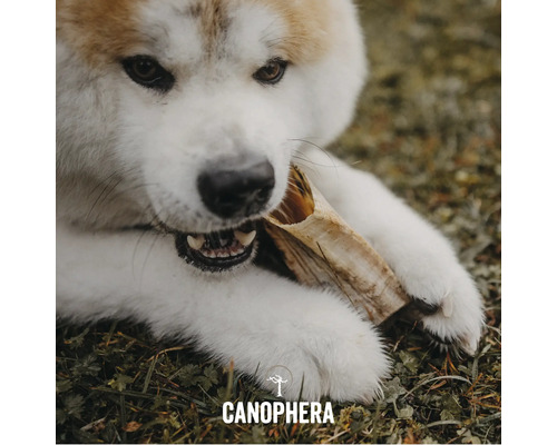 Akita Hund kaut an einem Kauartikel
