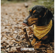 Hundespielzeug CANOPHERA Hundekaustab Olivenholz XS 180 x 22 mm braun Stressabbau, Zahnpflege, Beschäftigung