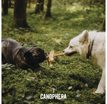 Zwei Hunde zerren an einem Tau-Spielzeug im Wald. Canophera Logo