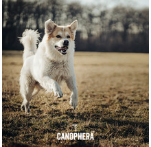 Ein Hund springt auf einer Wiese.