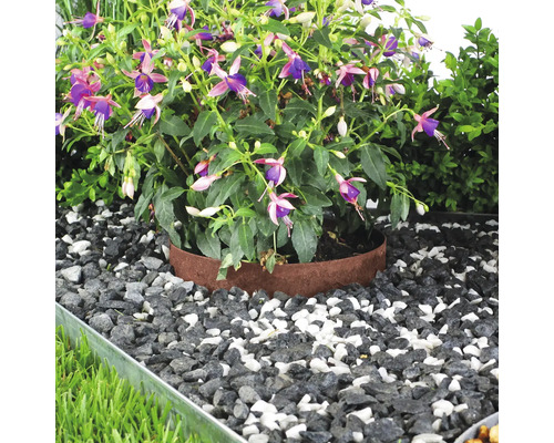 Blühende Pflanze im Garten mit Zierkies und Metalleinfassung