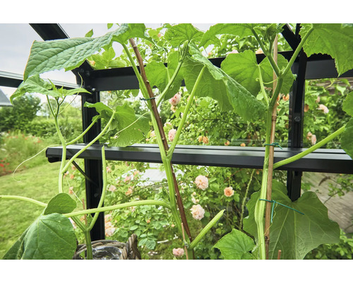 Gurkenpflanze im Gewächshaus mit Stützmaterial