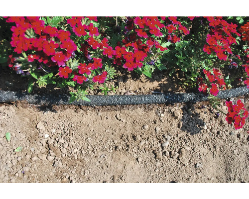 Blumenbeet mit Bewässerungsschlauch und roter Bepflanzung
