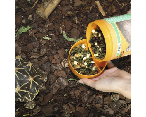 Fütterung einer Sternschildkröte mit speziellem Schildkrötenfutter von JBL Terra.